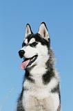SIBERIAN HUSKY 899